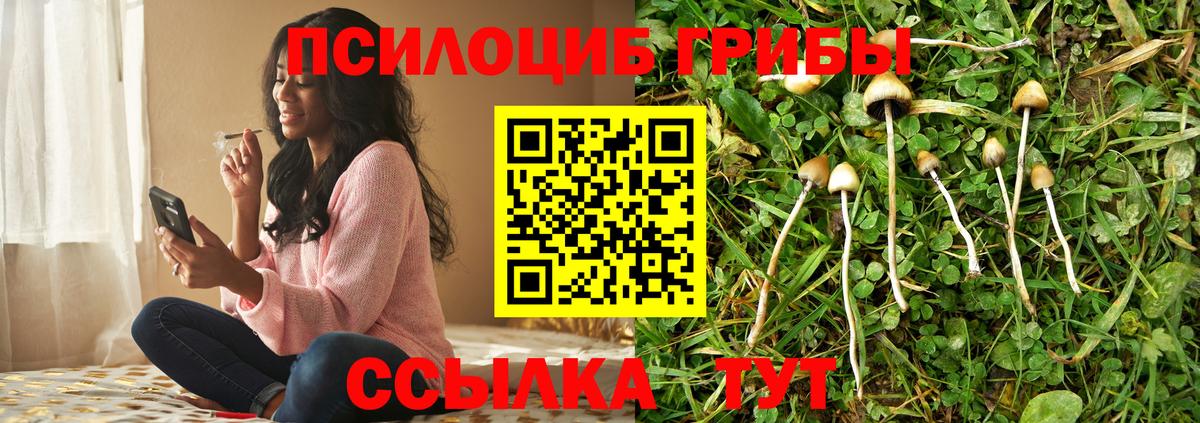 Галлюциногенные грибы Cubensis  Вход с VPN  Горно-Алтайск 